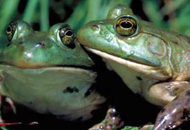 american bullfrog care