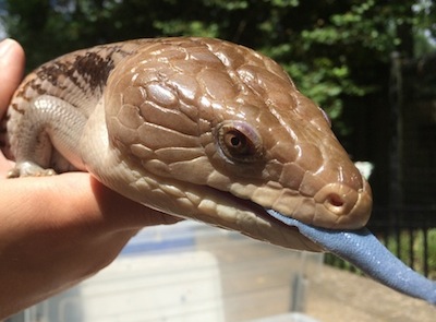 Blue-tongued Skink - Brandywine Zoo - Wilmington, Delaware 302.571.7747