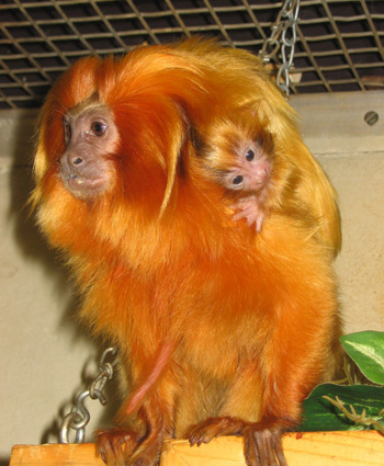 tamarin lion golden leontopithecus rosalia