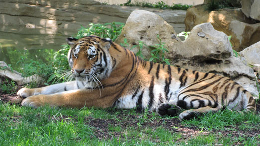 Amur Tiger - Brandywine Zoo - Wilmington, Delaware 302.571.7747