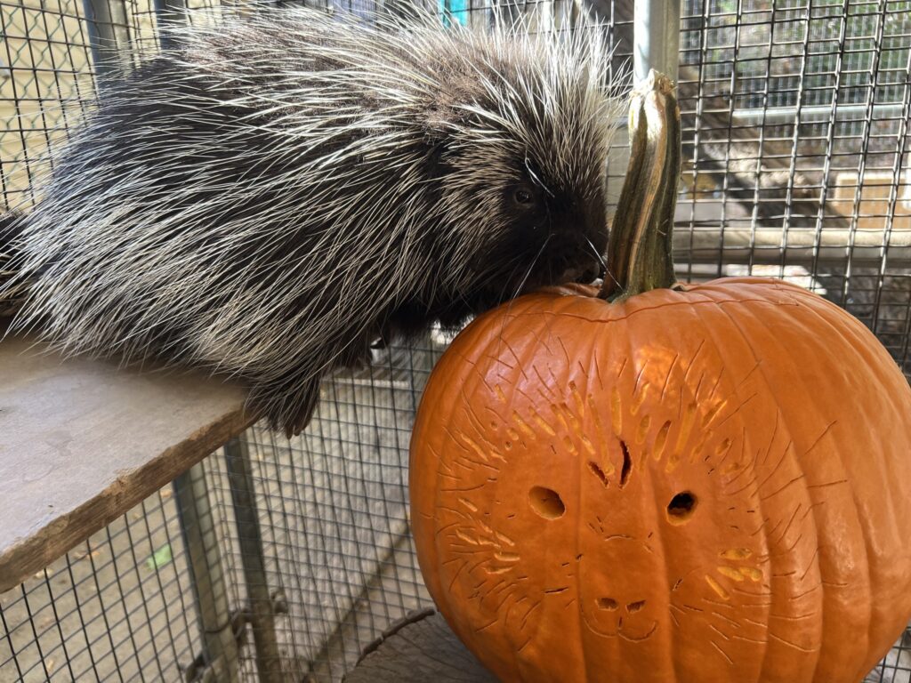 Instagram post from brandywinezoo. This post is in position 5.