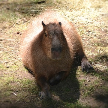 capybara-new