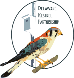 Delaware Kestrel Partnership logo