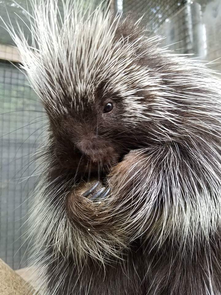 Visit Porcupine