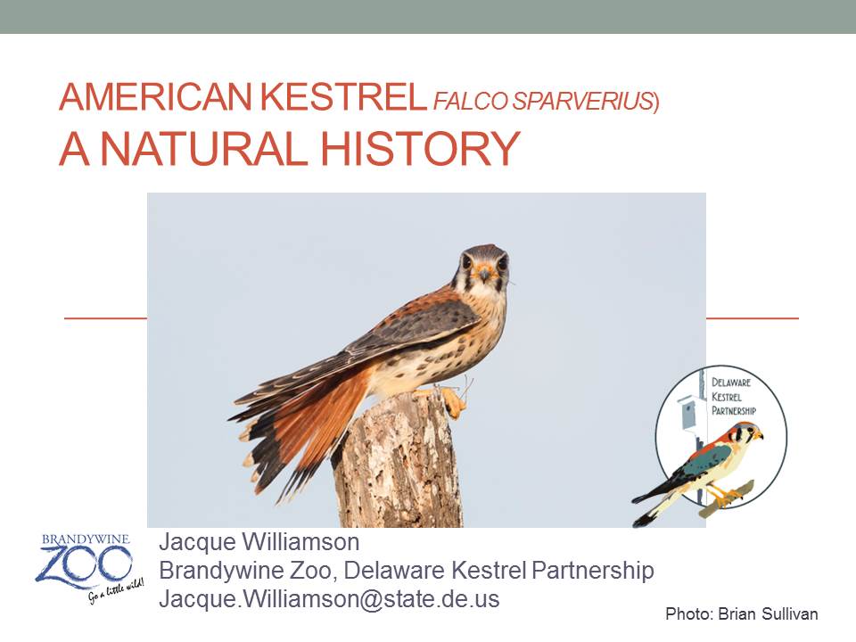 kestrel natural history
