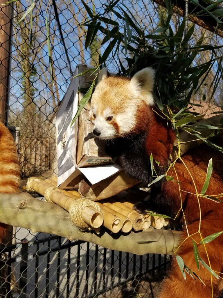 Red Panda enrichment • Brandywine Zoo