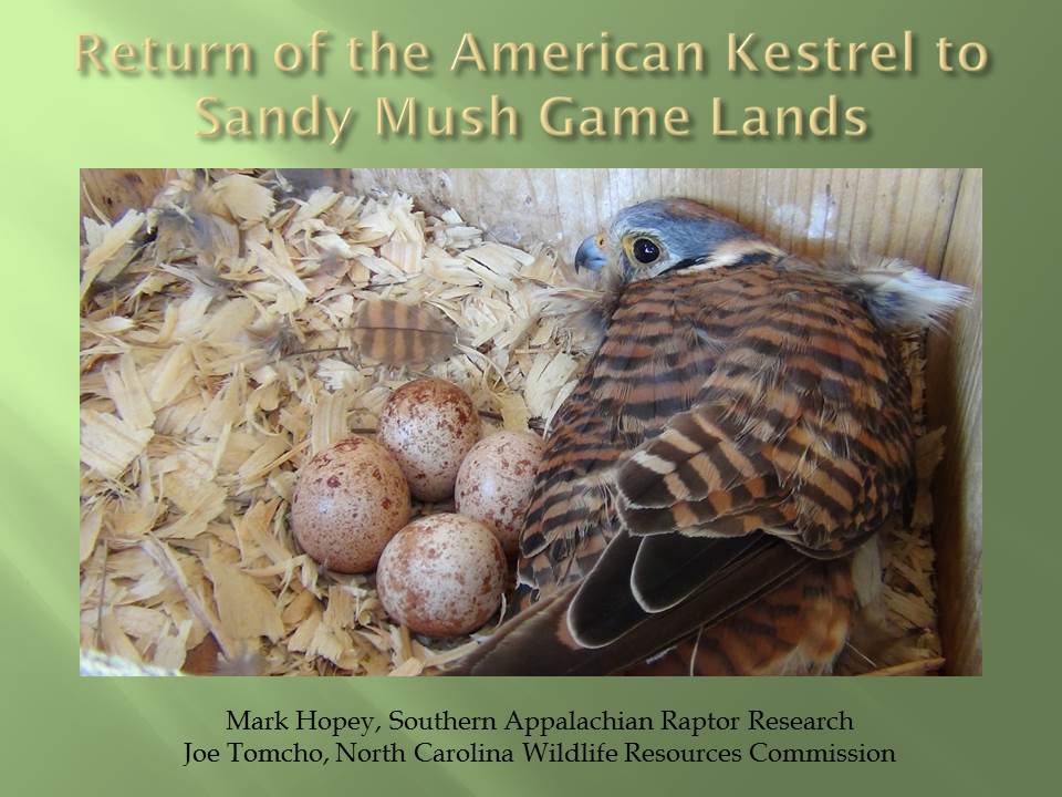 HOPEY The Return of the American Kestrel