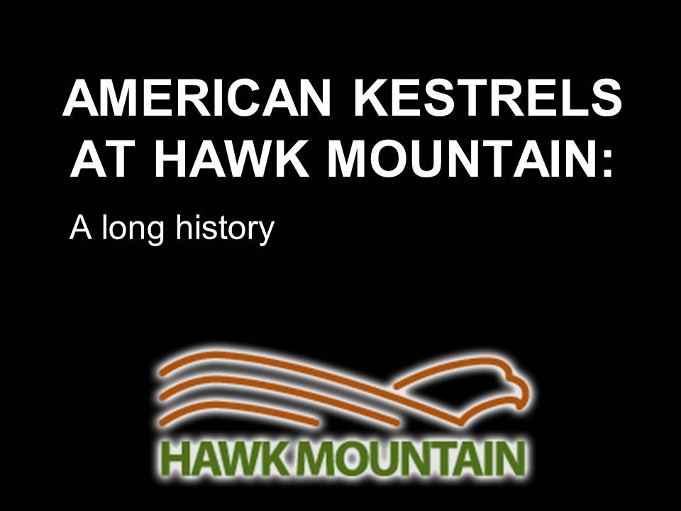 American Kestrels at Hawk Mountain presentation