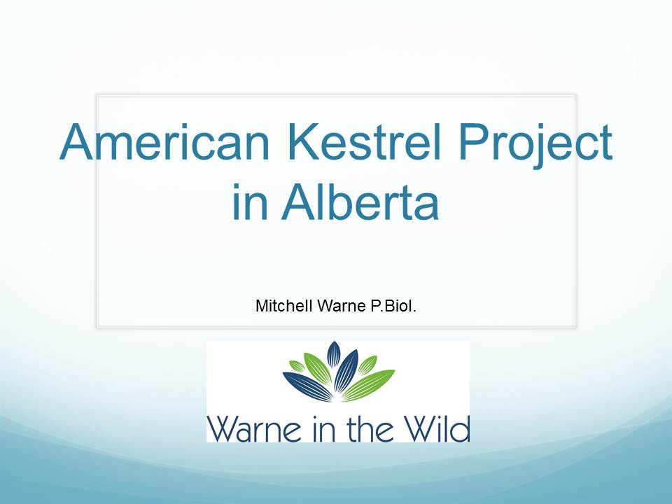 American Kestrel Project
