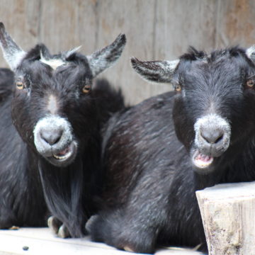 2 goats