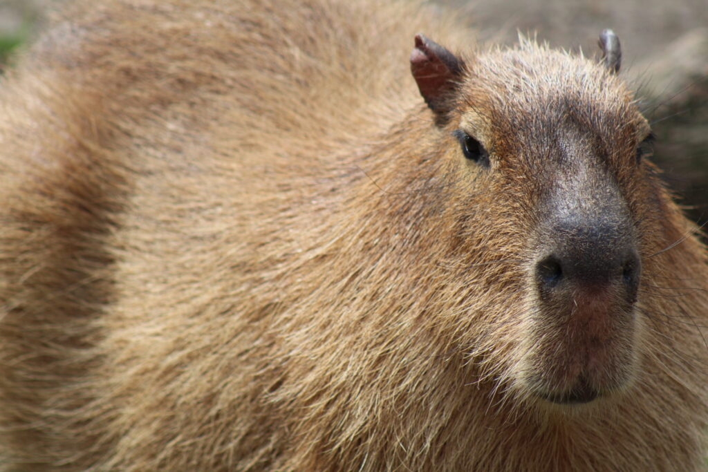 capybara long jl • Brandywine Zoo