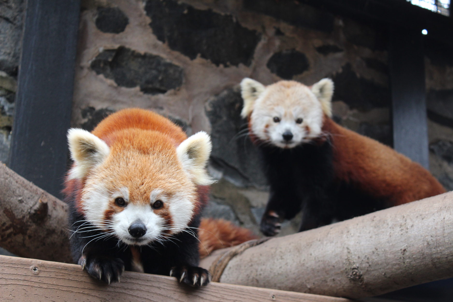 Panda11018 021 • Brandywine Zoo
