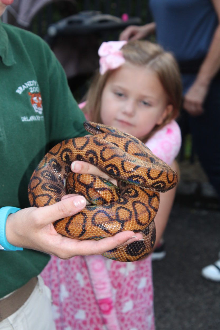 snake close up • Brandywine Zoo