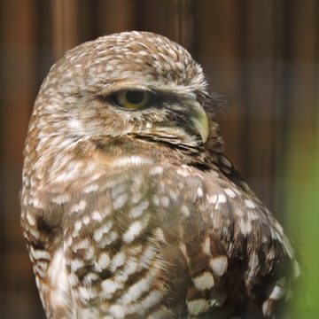 burrowing owl with head twisted