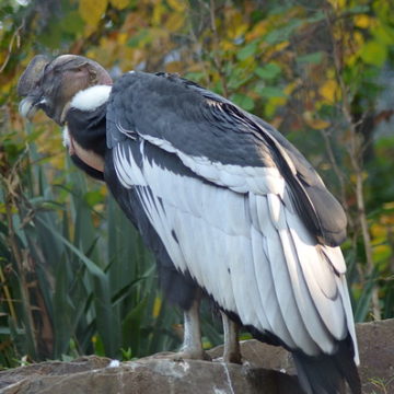 andean condor sideview