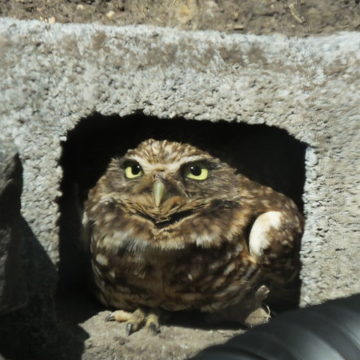burrowing owl in shelter
