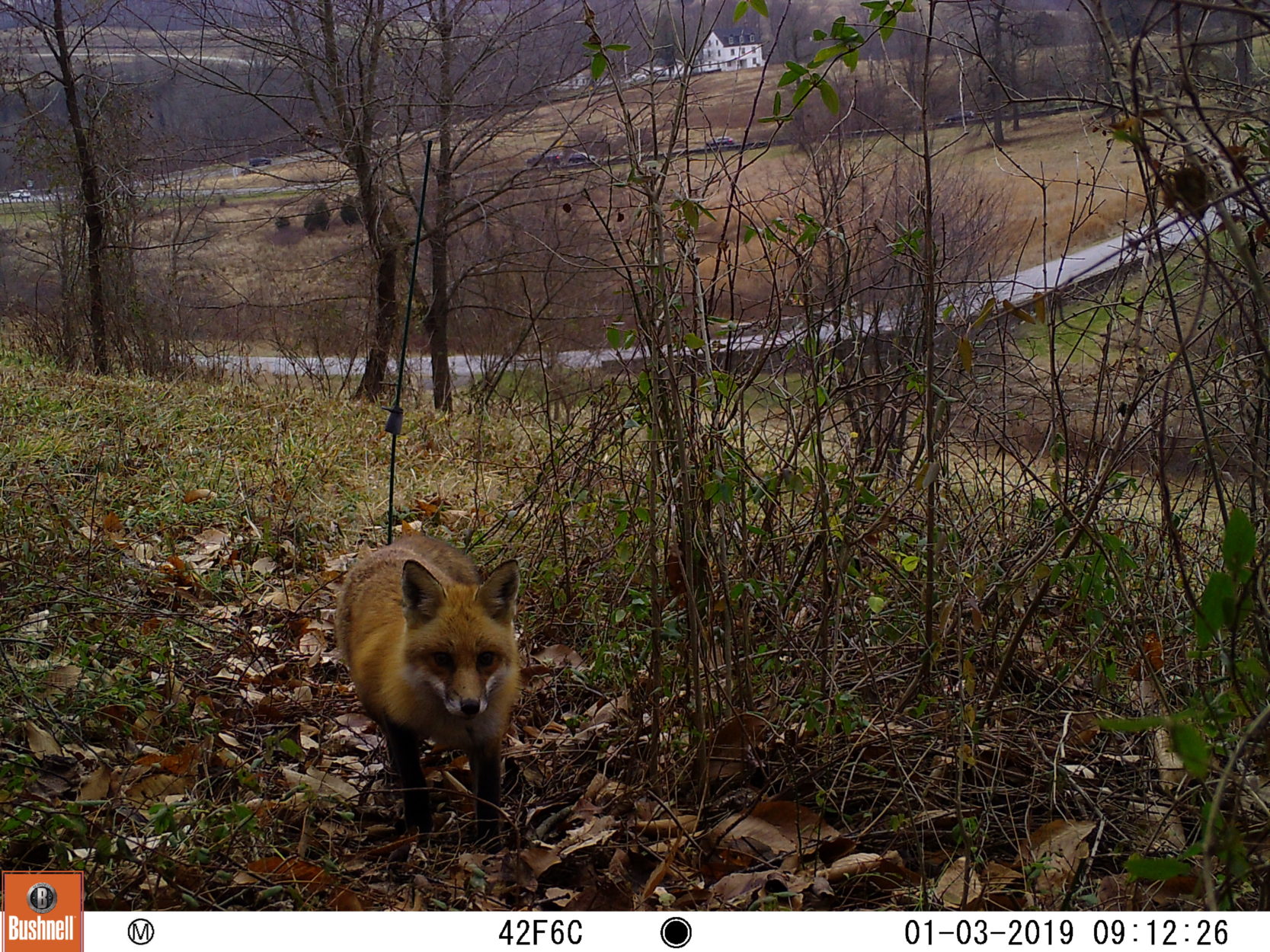 Urban Wild fox on hill