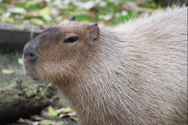 capybara close up