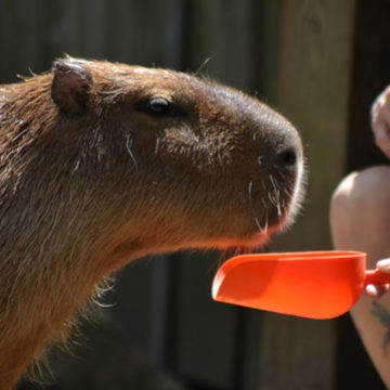 capybara-4