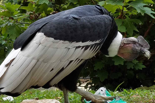 andean condor perched