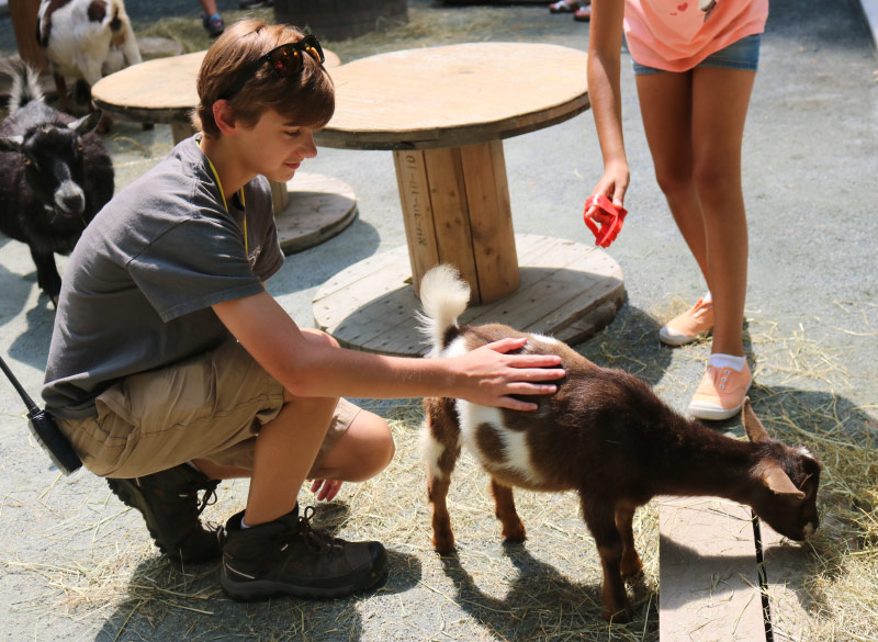 barnyard volunteer