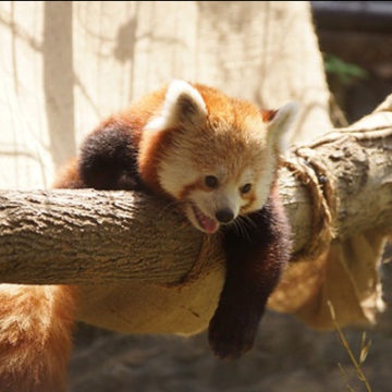 red-panda-2