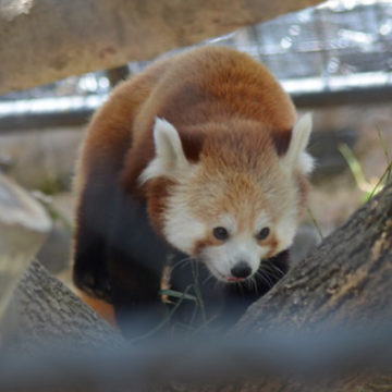 red-panda-3