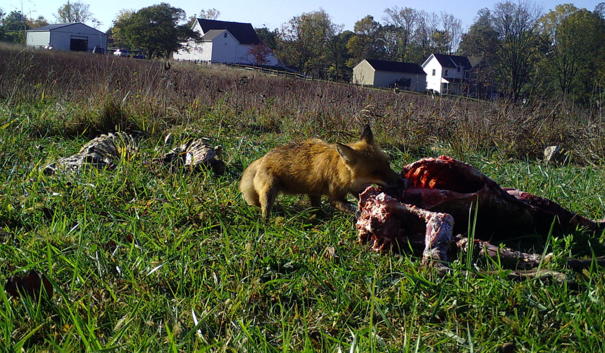 fox eating carcass
