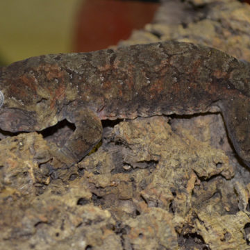 mossy-prehensile-tailed-gecko-1