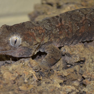 mossy-prehensile-tailed-gecko-2