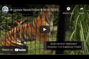 New tiger at the brandywine zoo