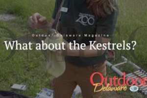 What about the Kestrels?