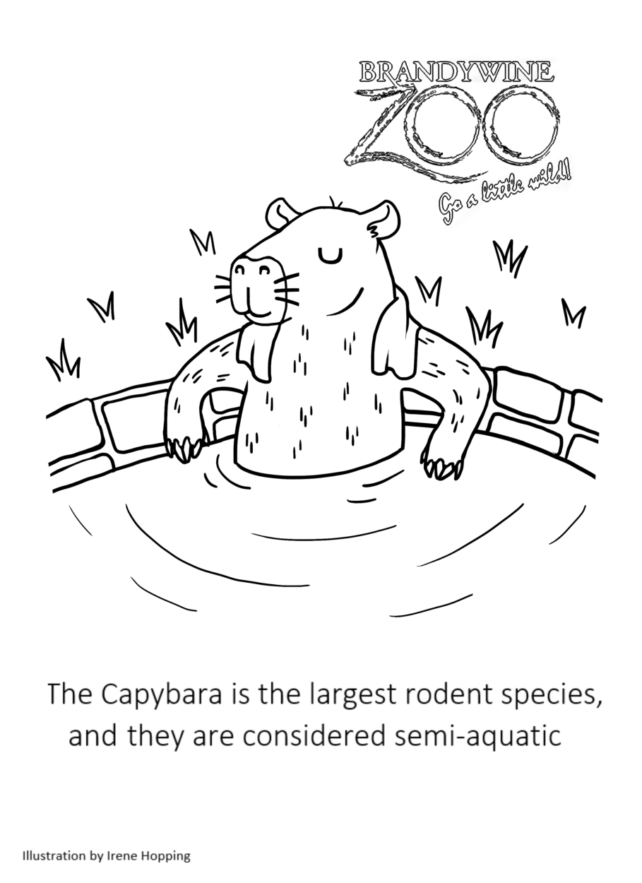 Capybara PNG - capybara-maps capybara-coloring-page capybara