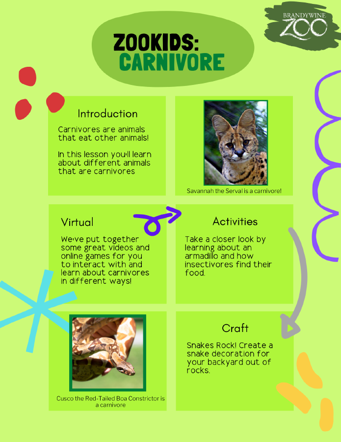 Zoo kids Carnivore