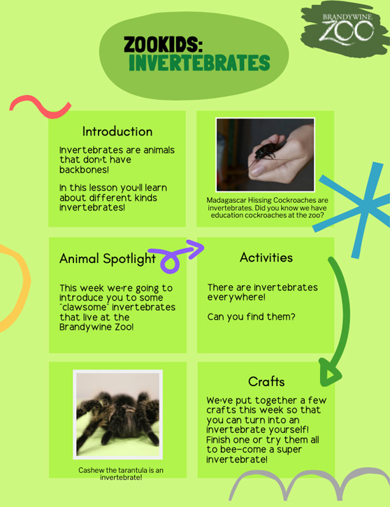 zoo kids invertebrates