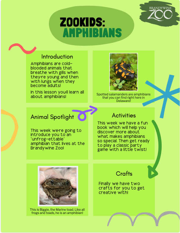 Zoo kids amphibians