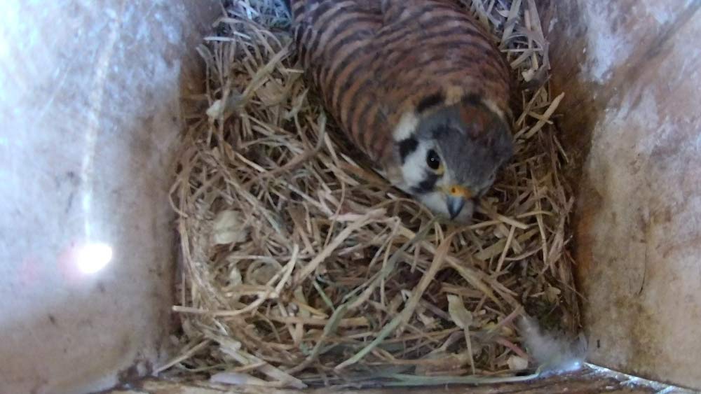 kestrel in nest