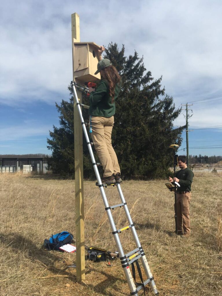 kestrel nest box checking