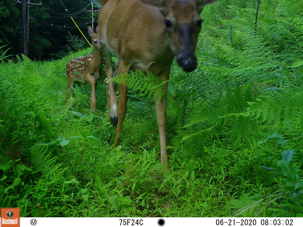 Urban Wild doe and fawn