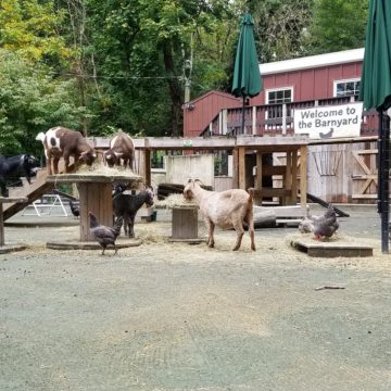 goats barnyard