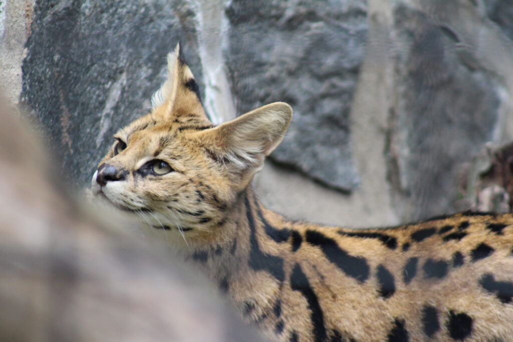 DC and Dec zoo 402X3 • Brandywine Zoo