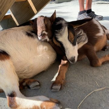 goats sleeping