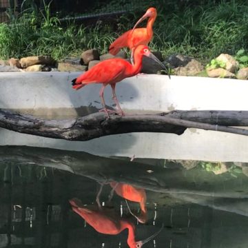 scarlet ibis near water