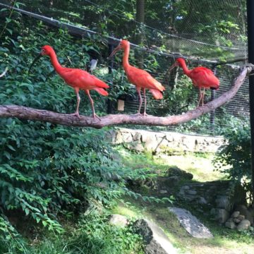 Scarlet Ibis walking on branch