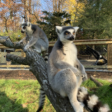 ring-tailed-lemurs-sitting-on-tree