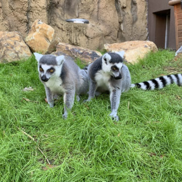 ring-tailed lemurs in grass