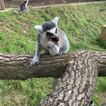 ring tailed lemur eating