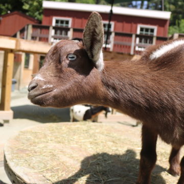 domestic goat head tilted