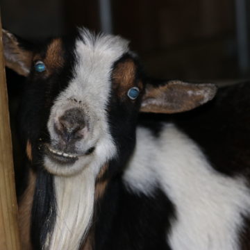 domestic goat close up