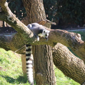 ring tailed lemur in tree